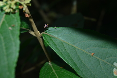 Callicarpa tikusikensis