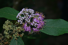 Callicarpa tikusikensis