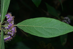 Callicarpa tikusikensis