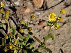 Senecio litorosus