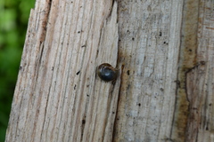 Morlina glabra