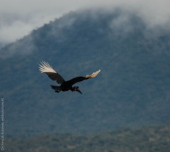 Bucorvus abyssinicus