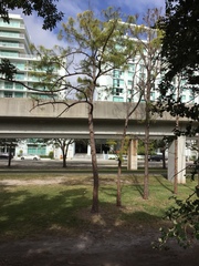 Pinus elliottii densa