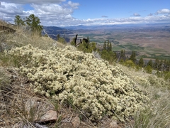 Ceanothus arcuatus