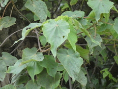 Dombeya torrida