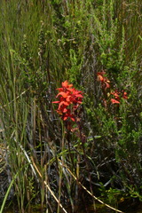 Disa cardinalis