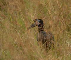 Bucorvus abyssinicus