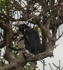 Bucorvus abyssinicus