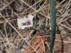 Calochortus tolmiei