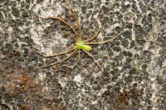 Gnathopalystes taiwanensis