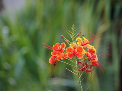 Caesalpinia pulcherrima
