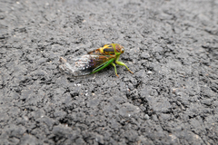 Vagitanus terminalis