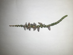 Aspalathus intermedia