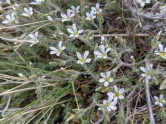 Sabulina nuttallii