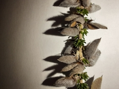 Aspalathus intermedia