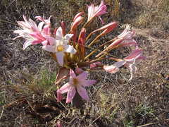Ammocharis longifolia