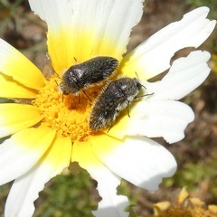 Acmaeoderella