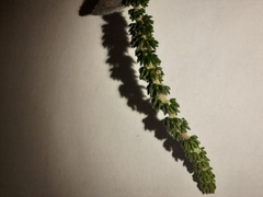 Aspalathus intermedia