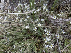 Sabulina nuttallii