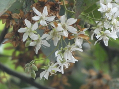 Dombeya rotundifolia