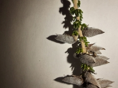 Aspalathus intermedia