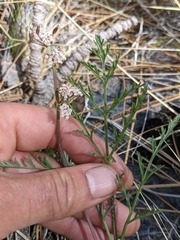Lomatium engelmannii