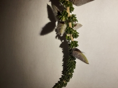 Aspalathus intermedia