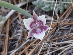Calochortus tolmiei