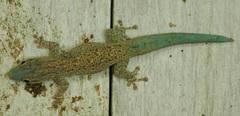 Phelsuma mutabilis