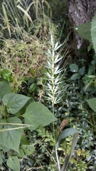 Elymus hystrix