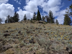 Balsamorhiza lanata