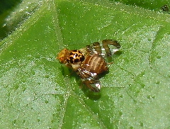 Goniglossum wiedemanni