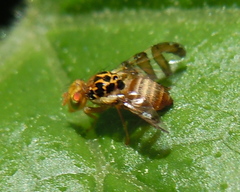 Goniglossum wiedemanni