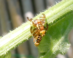 Goniglossum wiedemanni