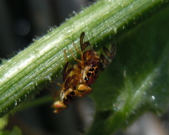 Goniglossum wiedemanni