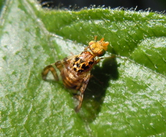 Goniglossum wiedemanni