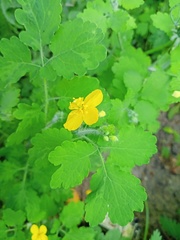 Chelidonium majus