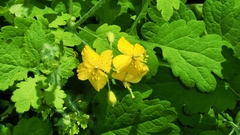 Chelidonium majus