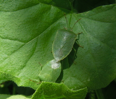 Nezara viridula