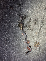 Pareas margaritophorus