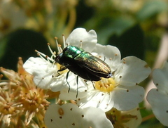 Anthaxia