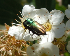 Anthaxia