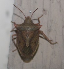 Euschistus ictericus