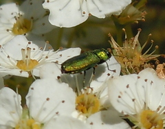 Anthaxia