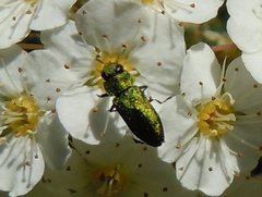 Anthaxia
