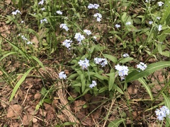 Myosotis sylvatica