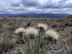 Cirsium cymosum