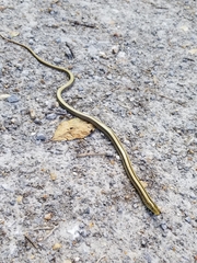 Ophisaurus attenuatus