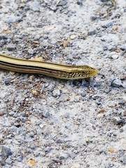 Ophisaurus attenuatus