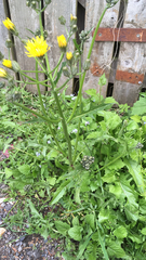 Crepis